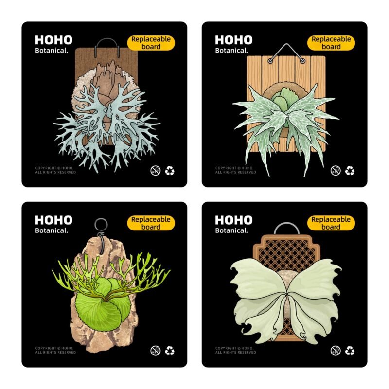 Platycerium wallichii